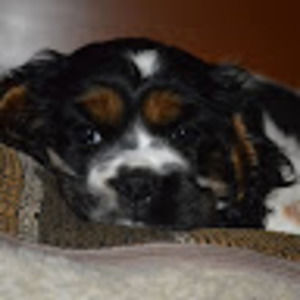 Meet your Posher, Abbie